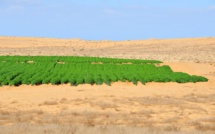 Maroc-Israël : Lancement d'un centre pour l'agriculture au Néguev