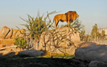 Le Parc zoologique de Aïn Sebaa fait peau neuve et accueillera de nouvelles espèces