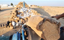 Agriculture : World Grain passe au crible la filière céréalière marocaine