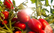 Tomate :  A cause du Brexit, le Maroc dépasse l'Espagne sur le marché britannique