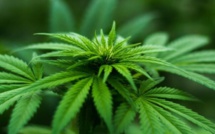 Tanger : L'avenir de la culture du cannabis sous les projecteurs