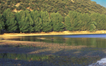 Richesse forestière : l'UpM et la FAO soutiennent la restauration des paysages au Maroc