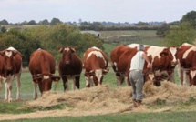 L'Algérie interdit l’entrée à son territoire des bovins en provenance d’Espagne