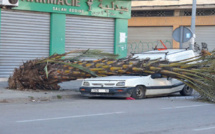 Casablanca : Un énorme palmier s’écrase sur une voiture