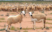 Marrakech-Safi / Précipitations : L’espoir renaît chez les éleveurs