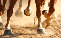 Settat : Un cheval tue un enfant de 8 ans