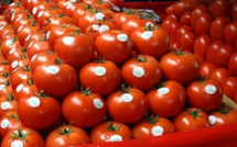 Le Maroc fournit 50% des besoins de l’Espagne en tomates