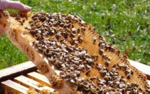 Apiculture : Les ruches en mal d’abeilles à Benslimane