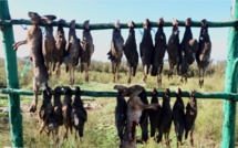 Doukkala / Chasse : La rareté du gibier déçoit les chasseurs