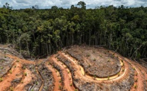 Déforestation : En 2022, la planète a perdu plus de 41.000 km2 de forêt vierge