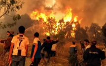 Feux de forêt : Bilan lourd en Algérie