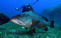 Chasse sous-marine illégale : Au Maroc, l’avenir des Mérous est en péril ! [INTÉGRAL]