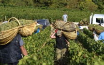 Agriculture: L'Italie convoite la main-d'œuvre marocaine qualifiée