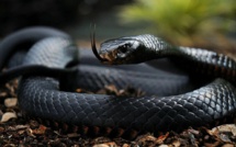 Canicule et morsures de reptiles : La ravageuse diabolisation de tous les serpents 