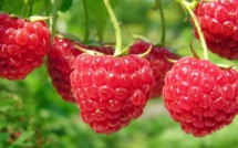 Le Maroc devient le plus grand exportateur de framboises fraîches vers le Royaume-Uni