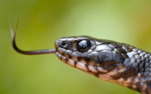 Canicule et morsures de reptiles : La ravageuse diabolisation de tous les serpents [INTÉGRAL]