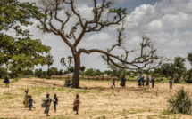 Financement climatique et croissance verte en Afrique : Renforcer la résilience des Etats face aux chocs