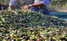 Filière oléicole : Le ministère de tutelle prévoit une production de 1,07 millions de tonnes pendant l’automne 