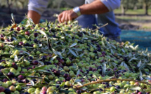 Huile d'olive : Le gouvernement interdit provisoirement l'exportation