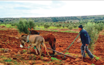 Séisme /Agriculture : Sadiki annonce un programme de 10,3 MMDH 