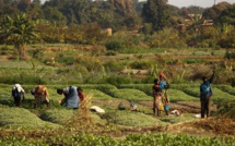 Accès aux produits agroécologiques : CICODEV lance son programme « Feed Good »