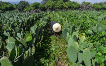 Doukkala : Identification et plantation de Cactus résistant à la cochenille