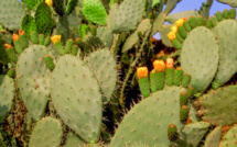 Réhabilitation du cactus : Soigner le mal par le mal en sacrifiant les anciennes variétés