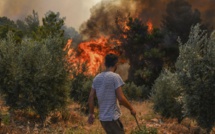 Stratégie forestière : Le Royaume sort les grands moyens pour sauver ses forêts