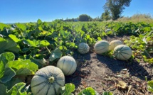 Exportations de melon Marocain : bilan honorable malgré les contraintes climatiques