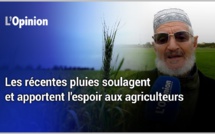 Les récentes pluies soulagent et apportent l'espoir aux agriculteurs