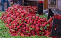 Fraises marocaines: Aucune contamination n'est détectée selon l’ONSSA