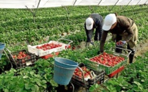 Saisonnières agricoles : plaidoyer pour consolider le suivi des travailleuses marocaines en Espagne