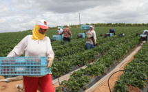 Saisonnières agricoles : Les Marocaines en tête des travailleurs étrangers à Huelva