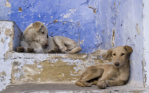 Chiens errants : Faute d’une législation stricte, le phénomène fait rage !