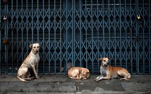 Chiens errants : Faute d’une législation stricte, le phénomène fait rage ! [INTÉGRAL]