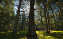 Forêts du Maroc : l'ANEF et l'AFD mobilisent 102 millions d'euros pour protéger l'écosystème et la biodiversité  