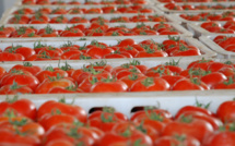 Tomates : La COMADER dénonce une hostilité croissante en France