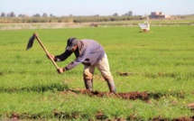 Agriculture: Réalisation de 84 projets d’agrégation