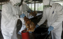 Grippe aviaire type H5N2: L'OMS annonce un premier décès humain