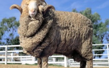 Benslimane : Les habitants se coupent en quatre pour tenir le mouton par les cornes