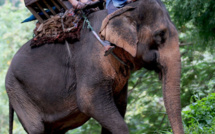 Un touriste espagnol tué par un éléphant dans un parc en Afrique du Sud