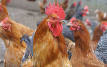 Maladie de "Newcastle" : le Brésil suspend ses exportations de viande de volaille vers le Maroc