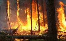 Taza: 30 hectares de couvert forestier ravagés par le feu