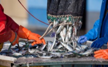 Ressources halieutiques du continent : S’orienter vers une pêcherie durable pour éviter l’épuisement