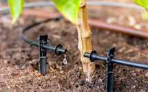 Kénitra: plus de 4.700 agriculteurs bénéficient d'un projet de reconversion en irrigation localisée