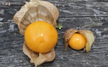 Fruits exotiques : Le physalis, baie dorée des jardins enchantés