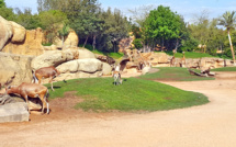 Casablanca : Le zoo d'Aïn Sebaâ peine à rouvrir ses portes