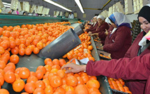 Maroc - Russie : Vers la reprise des exportations marocaines de mandarines