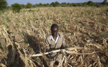 Sécurité alimentaire : Madagascar parmi 6 pays en situation «alarmante» dans le monde