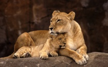 Naissance d'un Lionceau de l'Atlas au Jardin Zoologique de Rabat